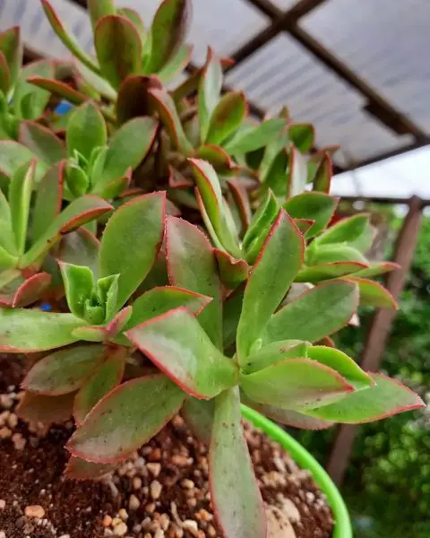 Aeonium Decorum (El molinete verde) Aeonium Decorum (El molinete verde)