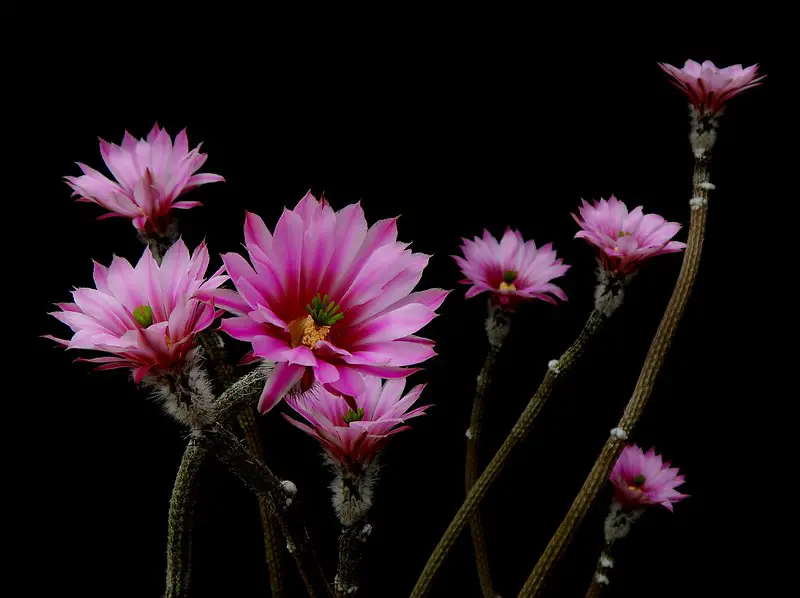 Echinocereus Poselgeri (El cactus dalia)