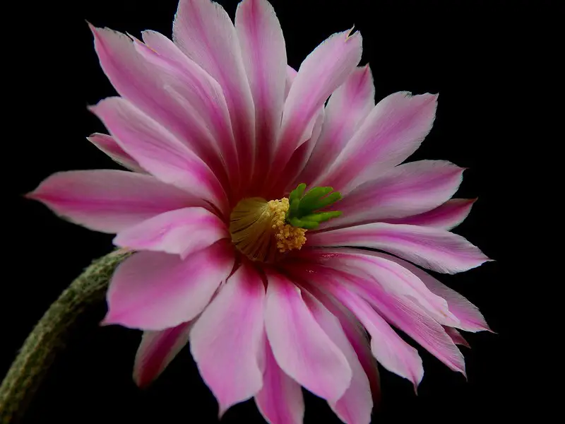 Echinocereus Poselgeri (El cactus dalia)