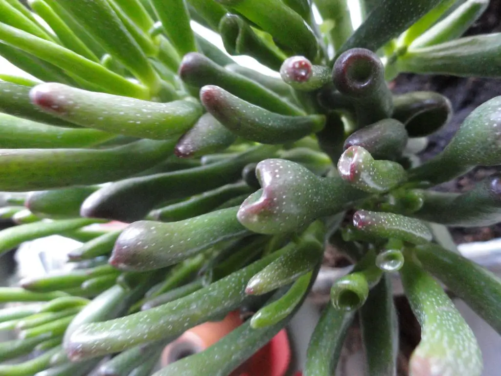 Crassula Hobbit (Los dedos hobbit jugosos) Crassula Hobbit (Los dedos hobbit jugosos)