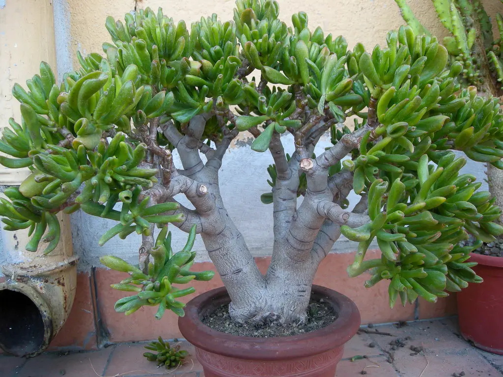 Crassula Hobbit (Los dedos hobbit jugosos)