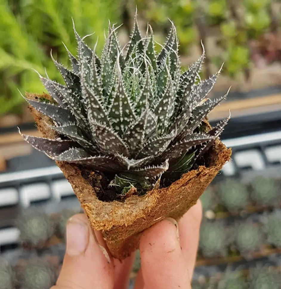 Gasteria Aristata Gasteria Aristata