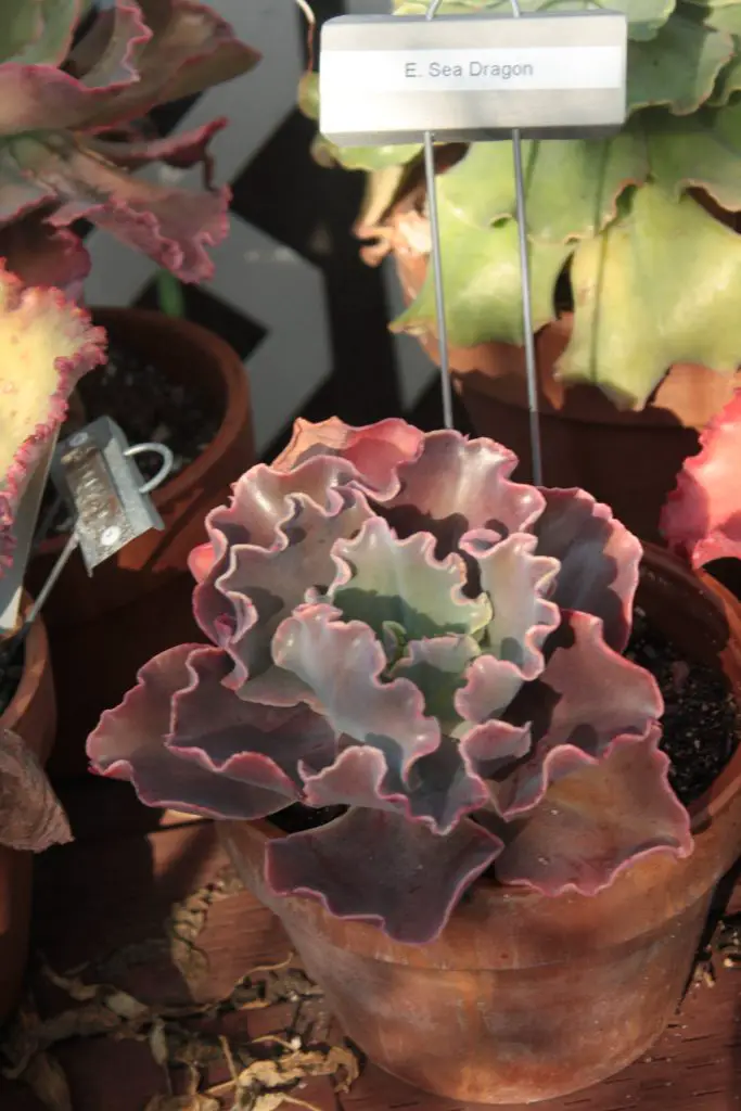 La superficial Echeveria “Sea Dragon” La superficial Echeveria “Sea Dragon”