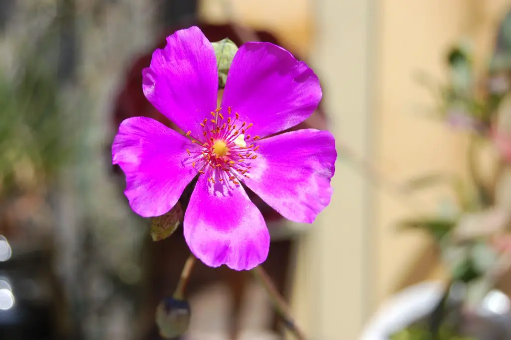 La suculenta verdolaga de roca “Calandrinia Spectabilis”