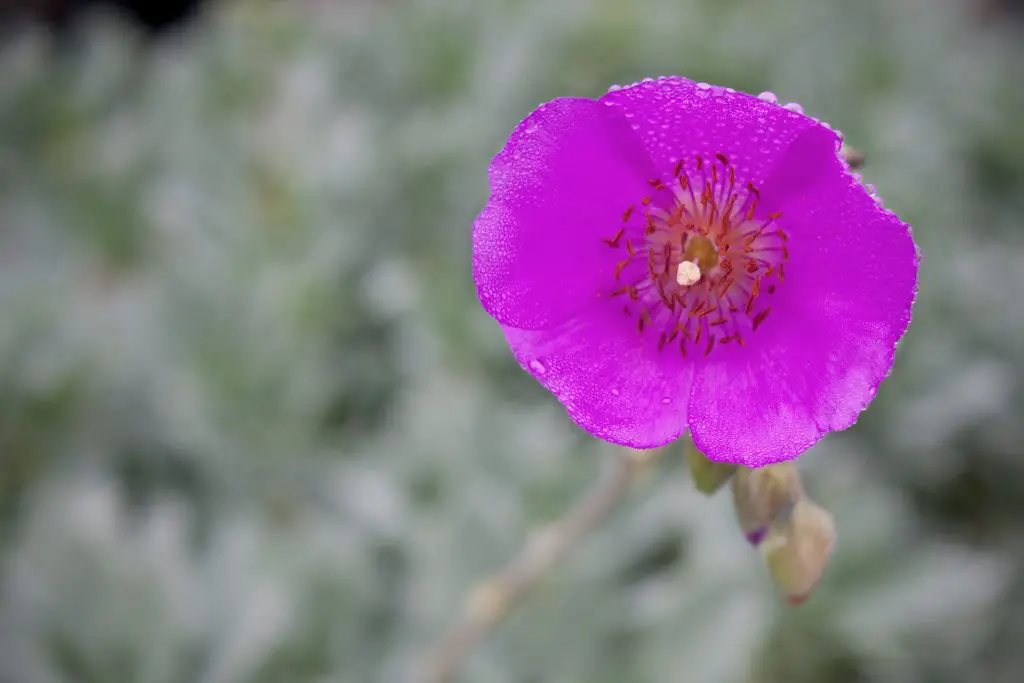 La suculenta verdolaga de roca “Calandrinia Spectabilis”