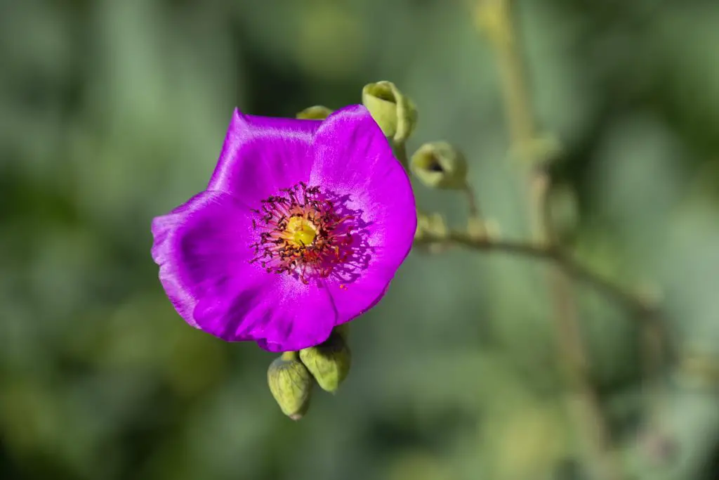 La suculenta verdolaga de roca “Calandrinia Spectabilis”