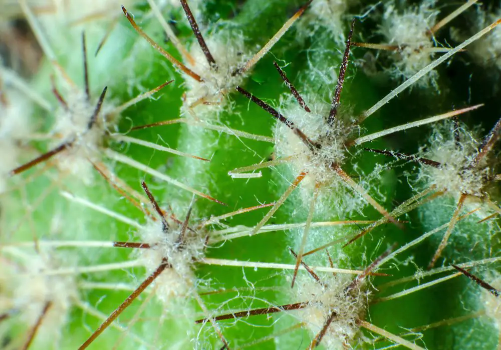 Cómo deshacerse de los ácaros en los cactus Cómo deshacerse de los ácaros en los cactus