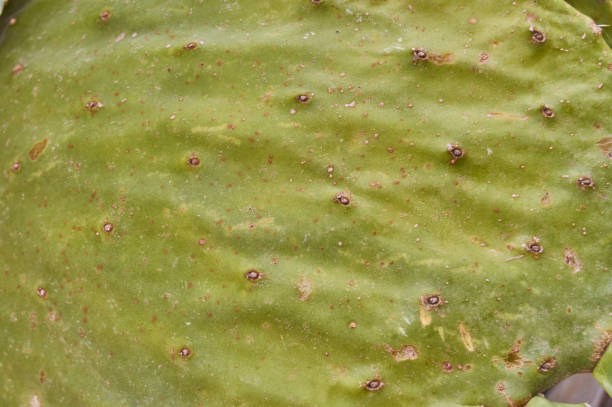Cómo deshacerse de los ácaros en los cactus Cómo deshacerse de los ácaros en los cactus