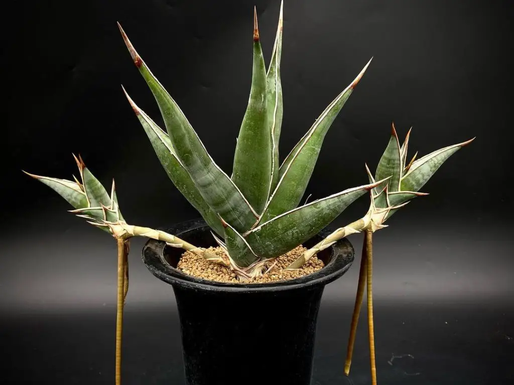 Sansevieria Pinguicula (Sansevieria errante) Sansevieria Pinguicula (Sansevieria errante)