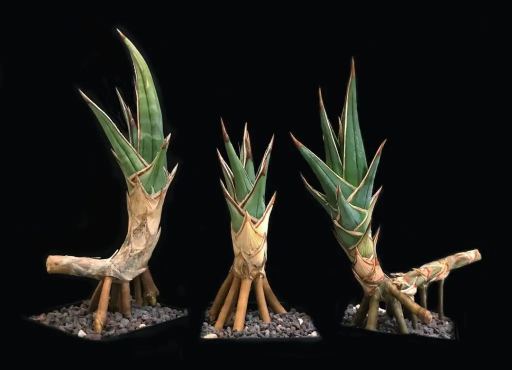 Sansevieria Pinguicula (Sansevieria errante) Sansevieria Pinguicula (Sansevieria errante)