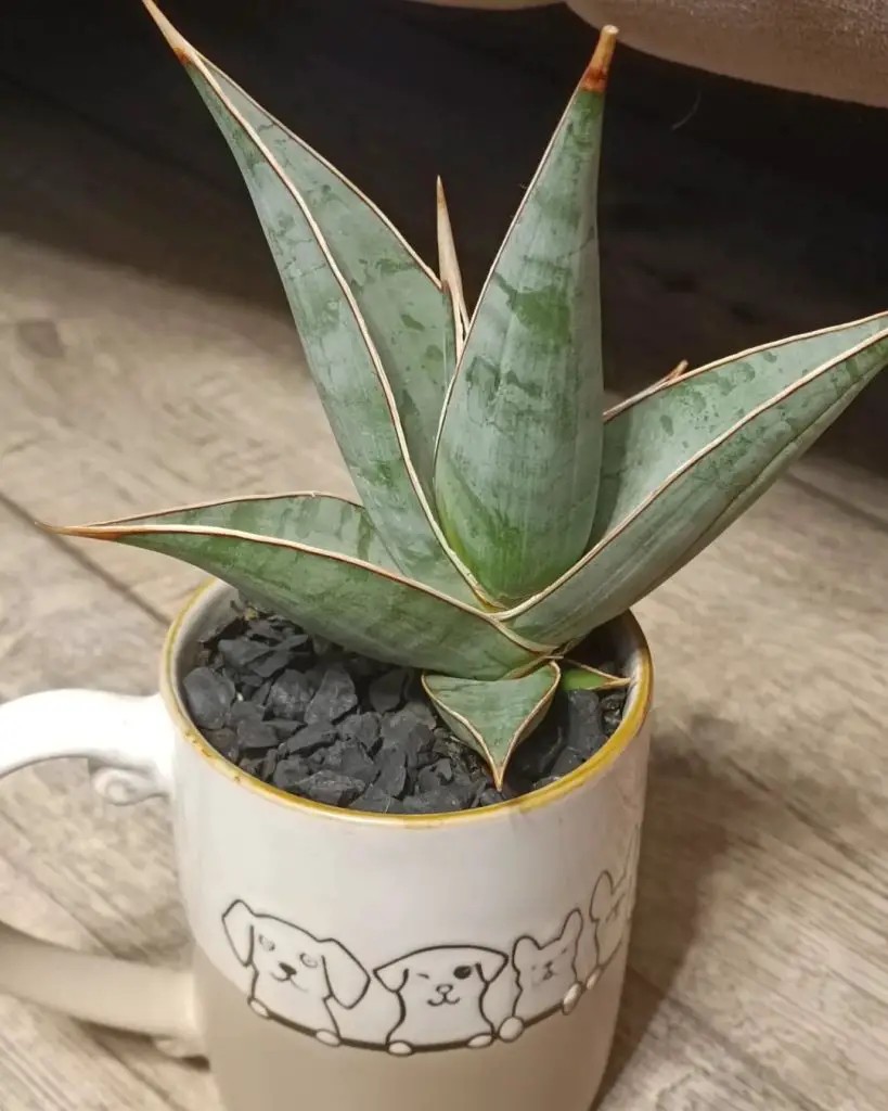 Sansevieria Pinguicula (Sansevieria errante)