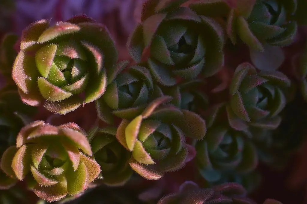 Crassula platyphylla Crassula platyphylla