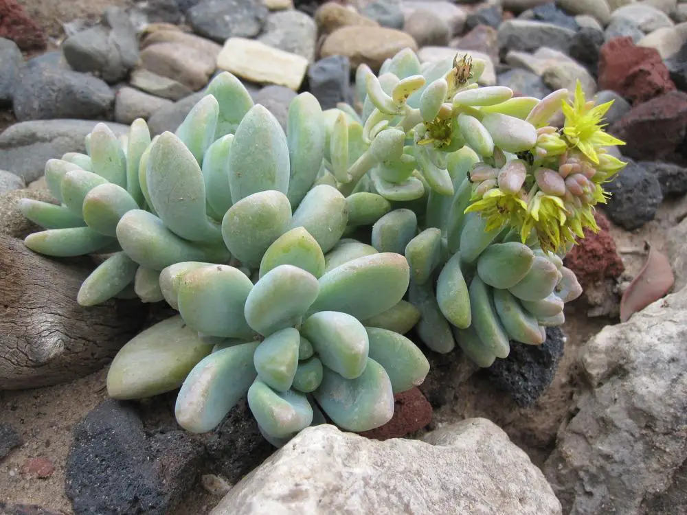 Graptosedum Blue Giant: una interesante suculenta híbrida intergenérica