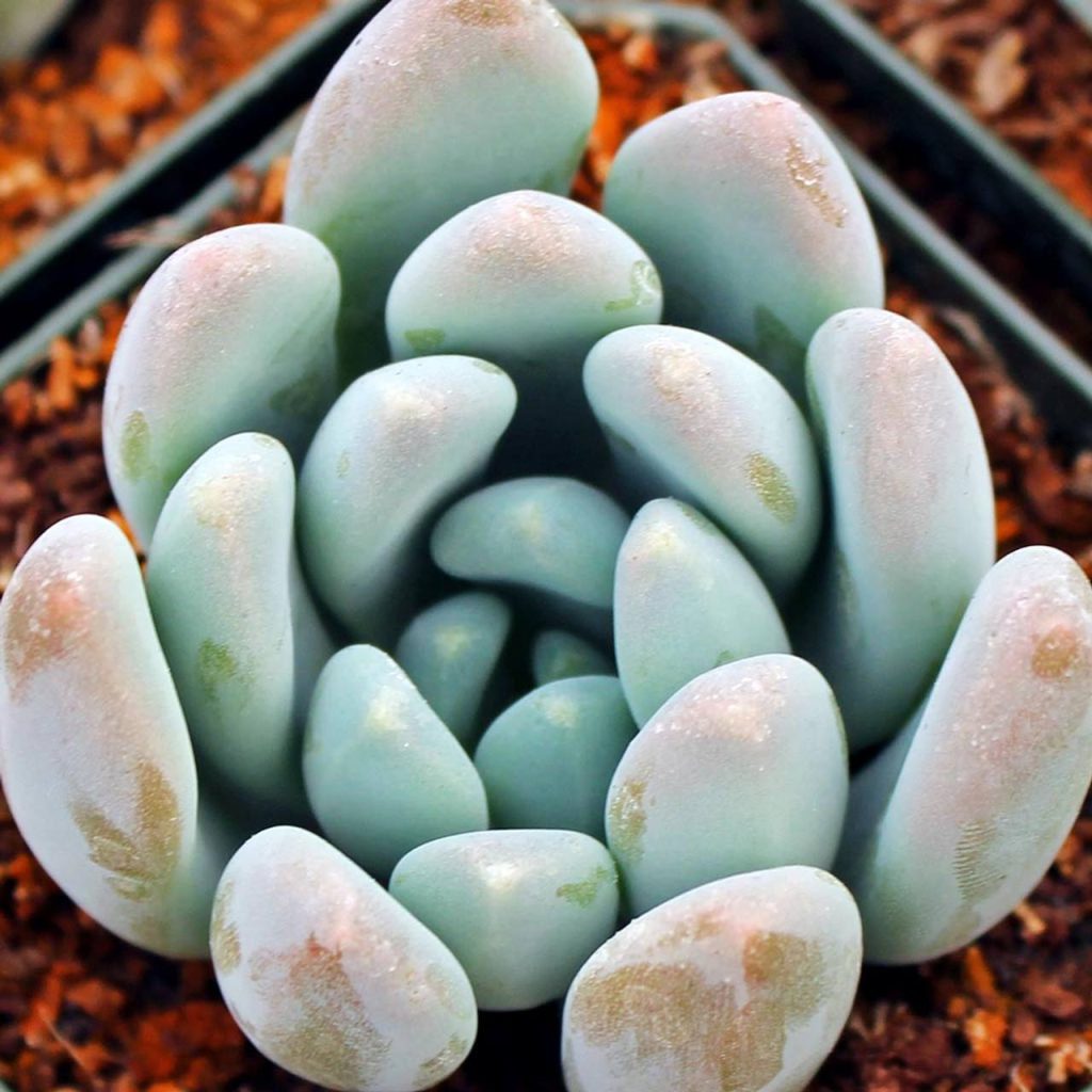 Graptosedum Blue Giant: una interesante suculenta híbrida intergenérica Graptosedum Blue Giant: una interesante suculenta híbrida intergenérica