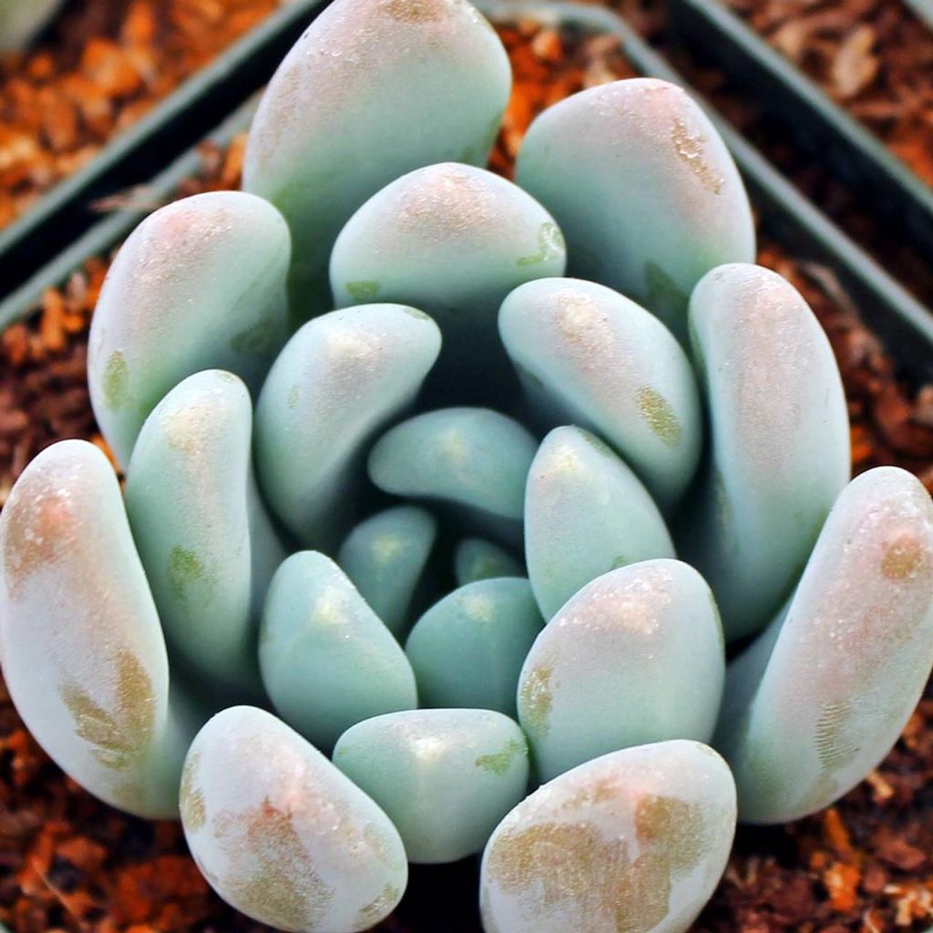 Graptosedum Blue Giant: una interesante suculenta híbrida intergenérica