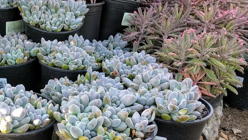 Graptosedum Blue Giant: una interesante suculenta híbrida intergenérica