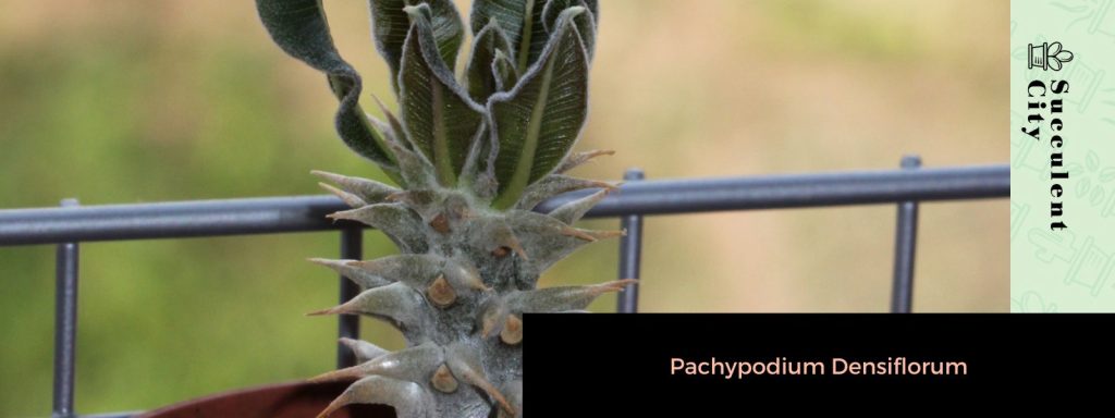 Pachypodium inopinatum