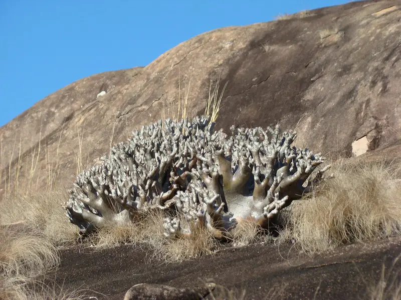 Pachypodium inopinatum