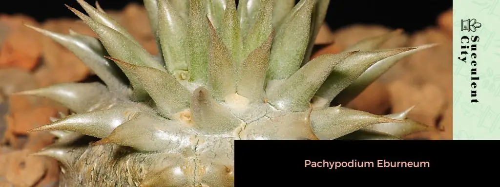 Pachypodium inopinatum