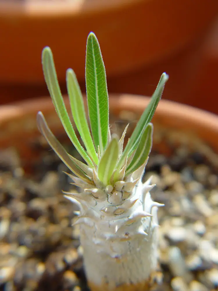 Pachypodium inopinatum