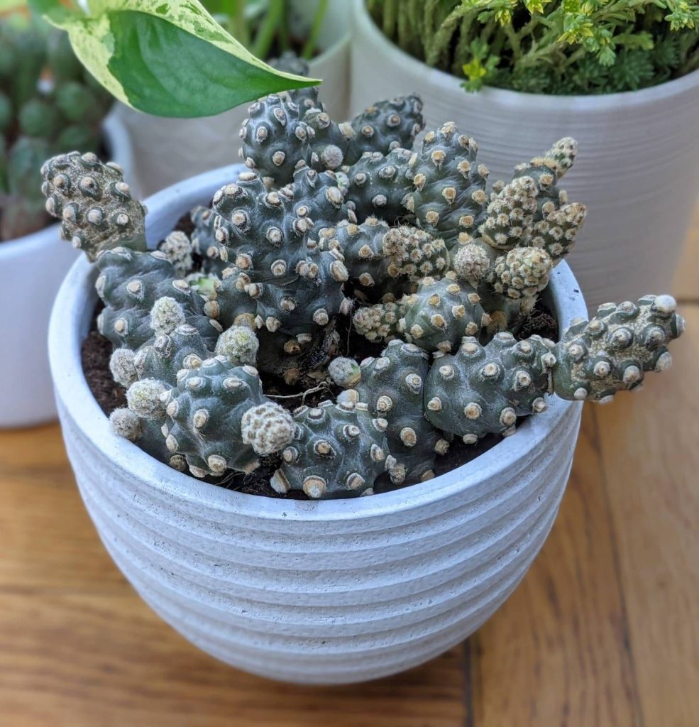 Tephrocactus molinensis Tephrocactus molinensis