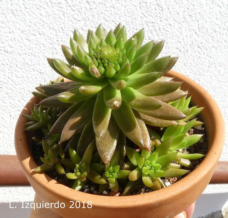 Orostachys Japonica (La “suculenta tonta japonesa”)