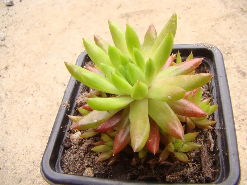 Orostachys Japonica (La “suculenta tonta japonesa”)