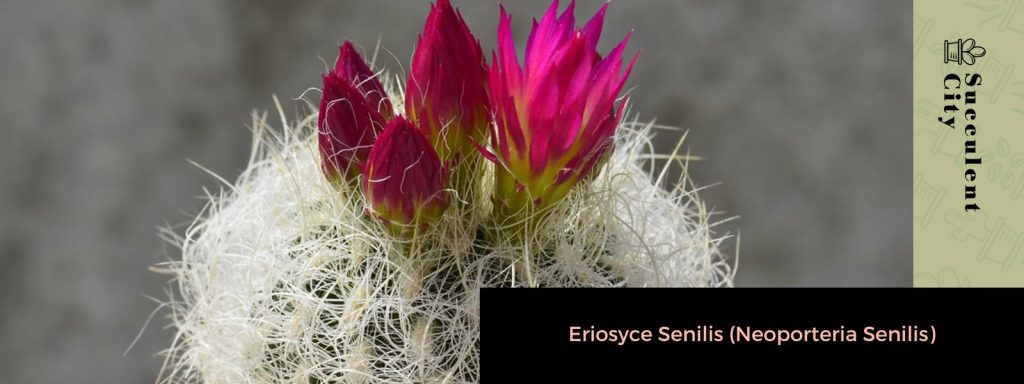El cactus botón 'Epithelantha micromeris'