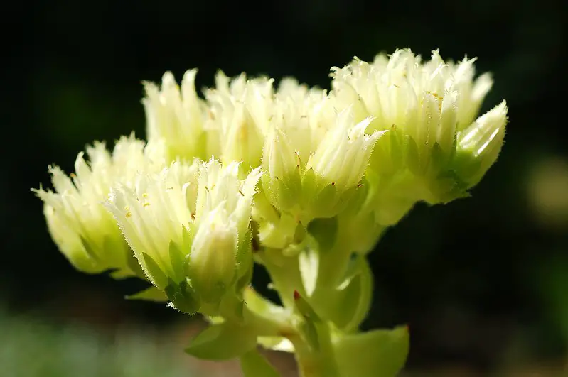 Sempervivum Globiferum (La siempreviva esférica)