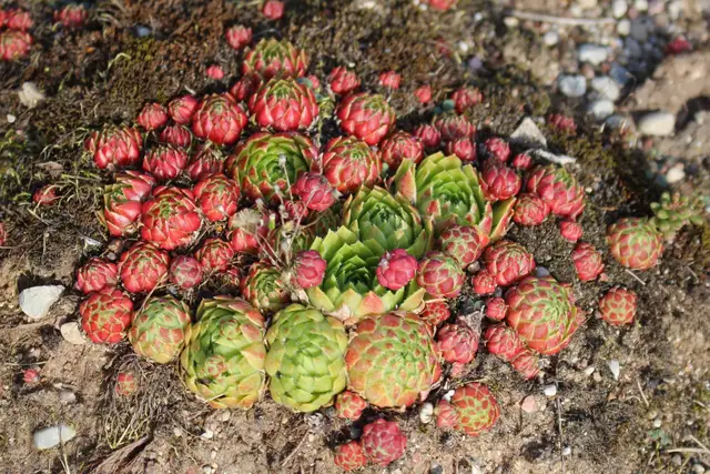 Sempervivum Globiferum (La siempreviva esférica) Sempervivum Globiferum (La siempreviva esférica)
