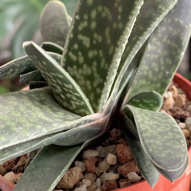 Planta Lengua de Abogado 'Gasteria Minima' Planta Lengua de Abogado 'Gasteria Minima'