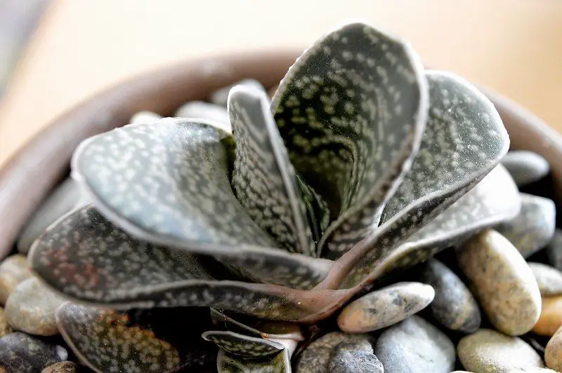 Planta Lengua de Abogado 'Gasteria Minima' Planta Lengua de Abogado 'Gasteria Minima'