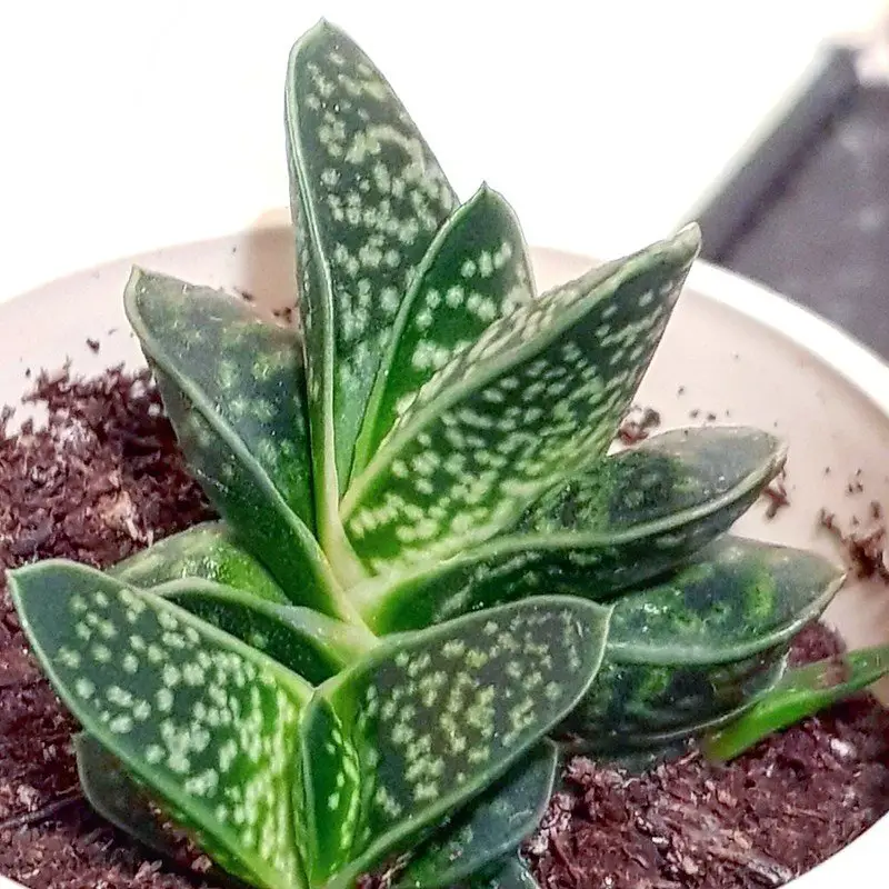 Planta Lengua de Abogado 'Gasteria Minima' Planta Lengua de Abogado 'Gasteria Minima'