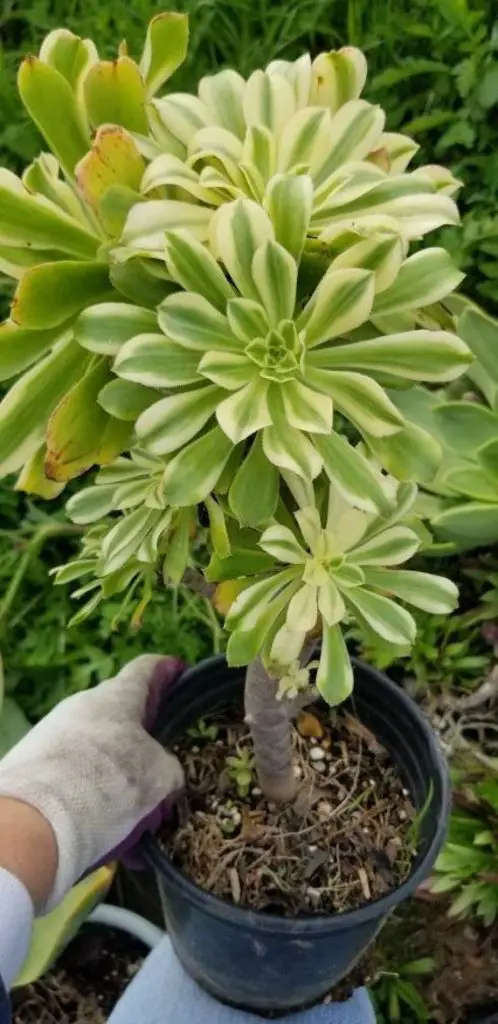 Aeonium luteovariegatum Aeonium luteovariegatum