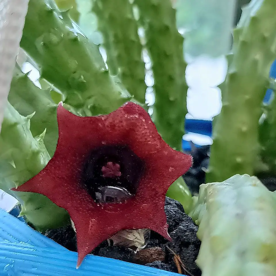 Huernia Macrocarpa