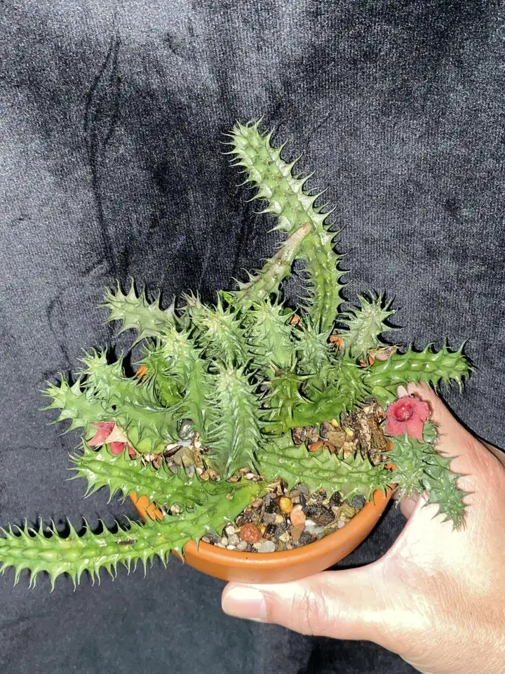 Huernia Macrocarpa Huernia Macrocarpa