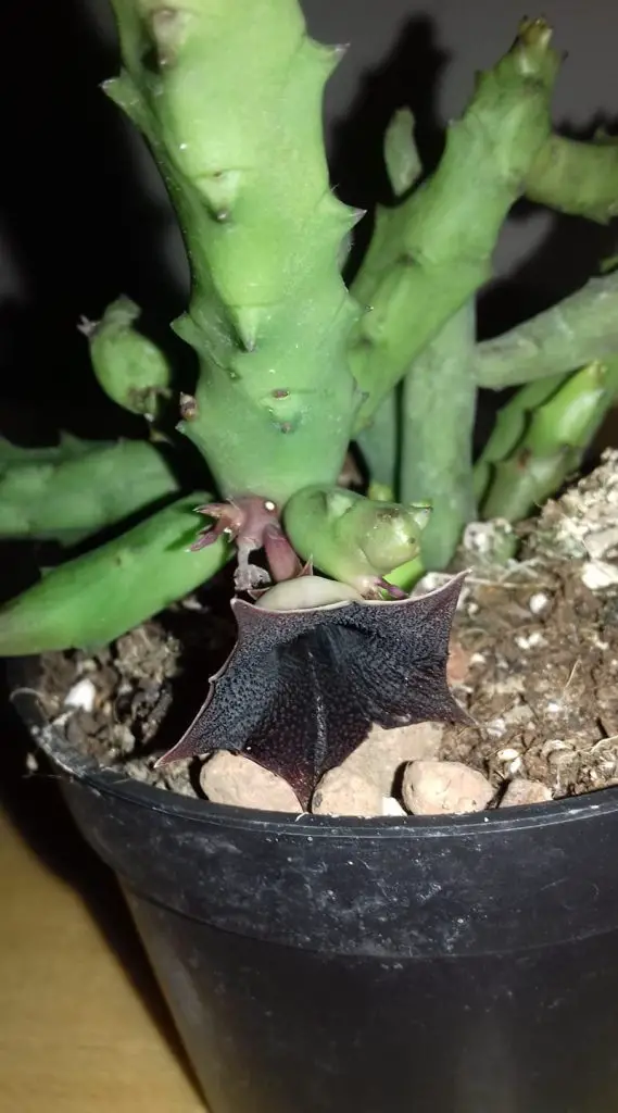 Huernia Macrocarpa