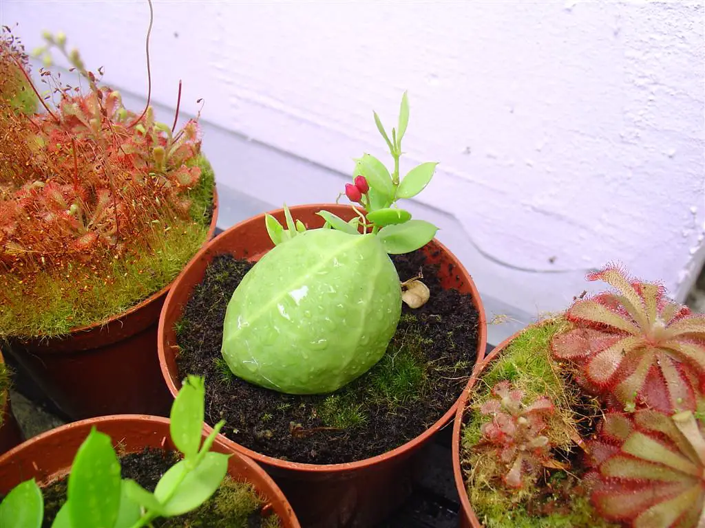 La planta hormiga 'Dischidia Pectinoides'