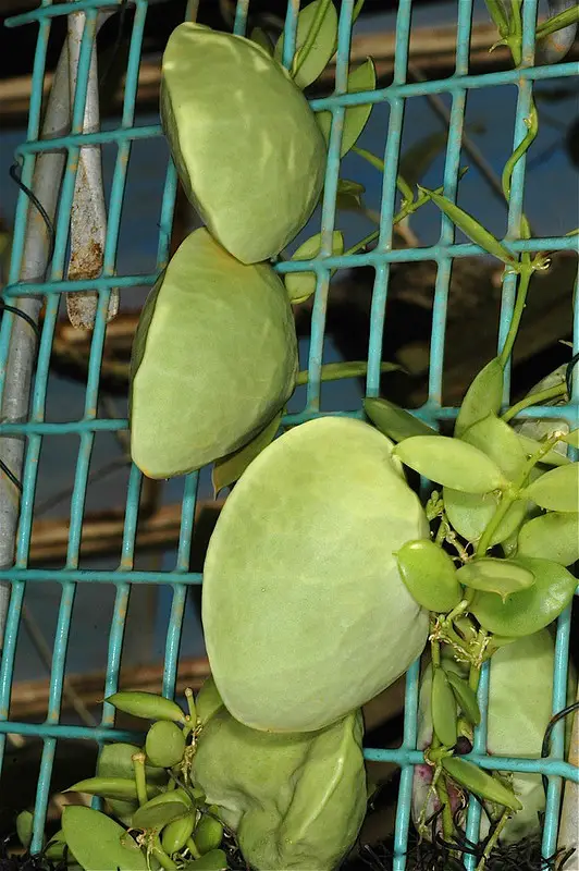 La planta hormiga 'Dischidia Pectinoides'