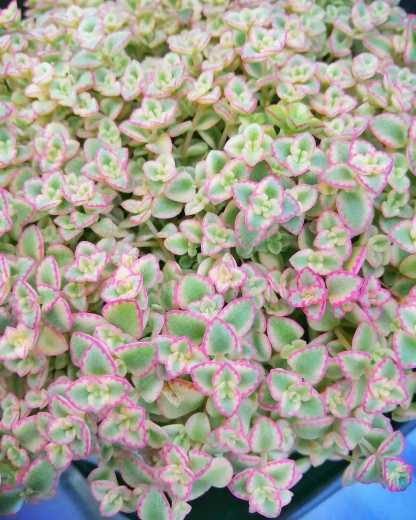 Sedum 'Pequeña Señorita' Sedum 'Pequeña Señorita'