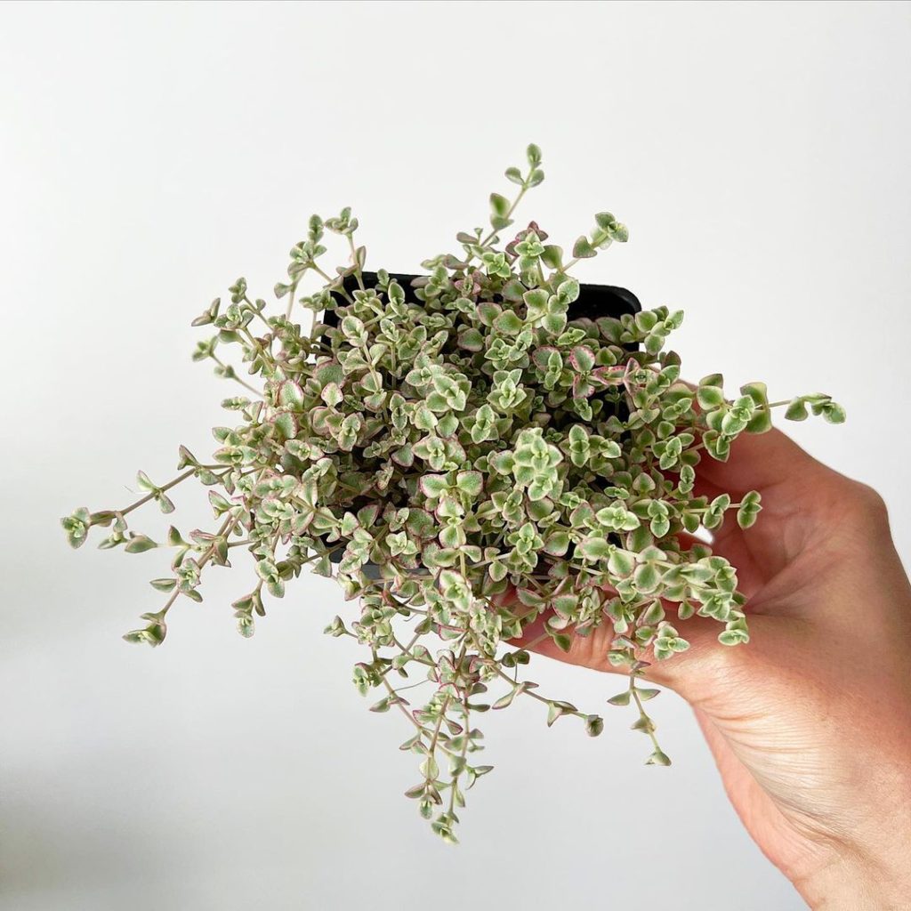 Sedum 'Pequeña Señorita' Sedum 'Pequeña Señorita'