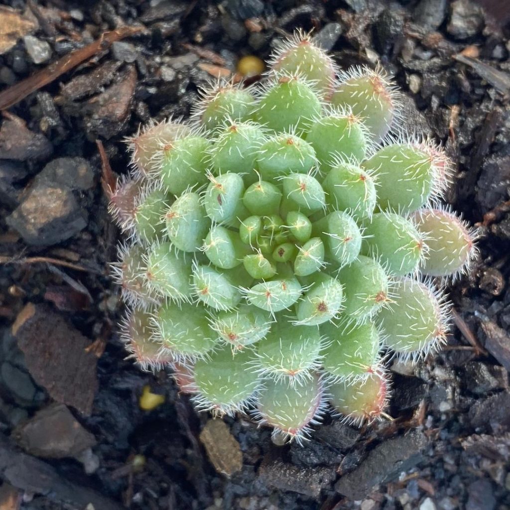 Echeveria Rundelli