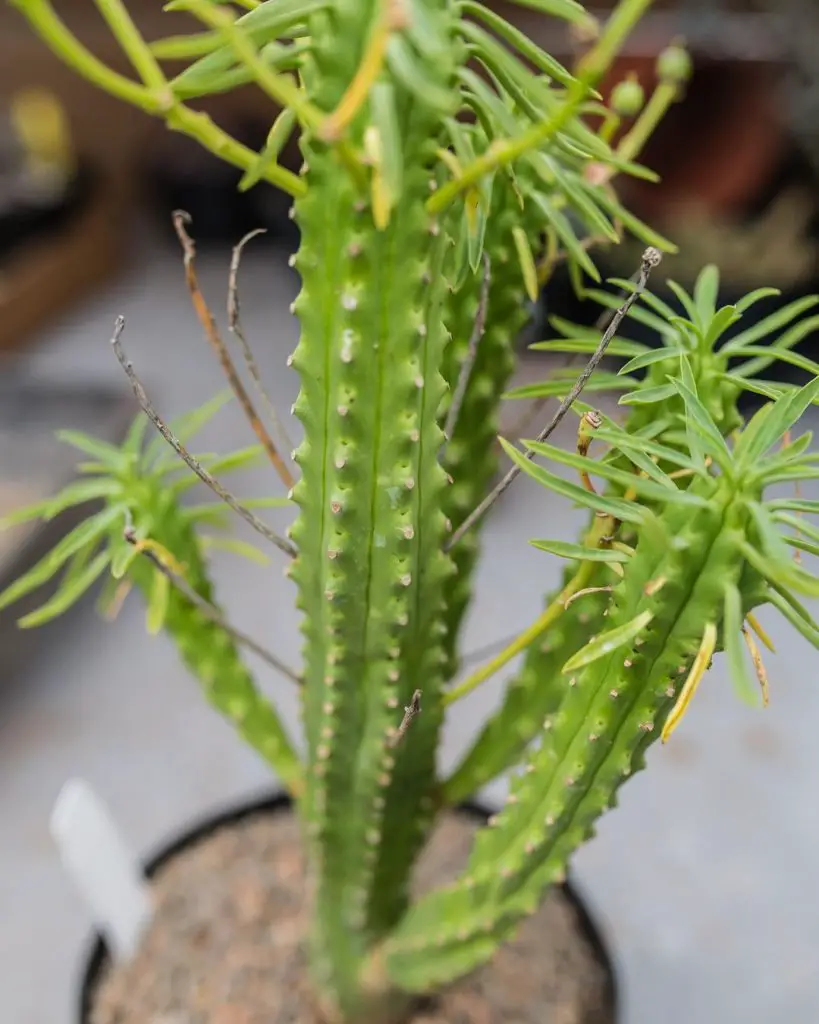 Euforbia Loricata Euforbia Loricata