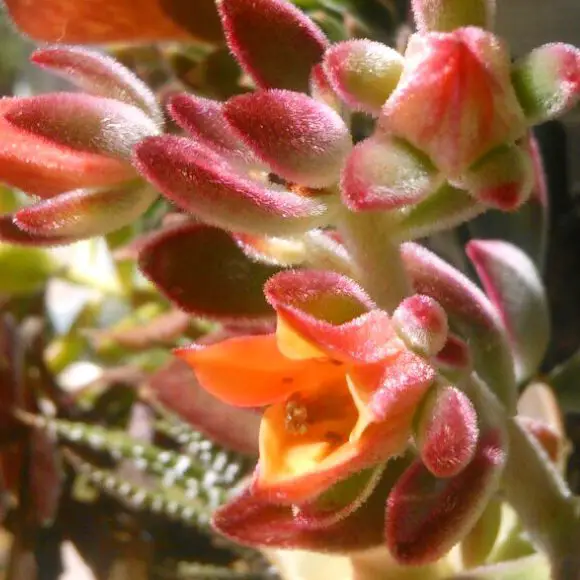 Echeveria Pulv Oliver