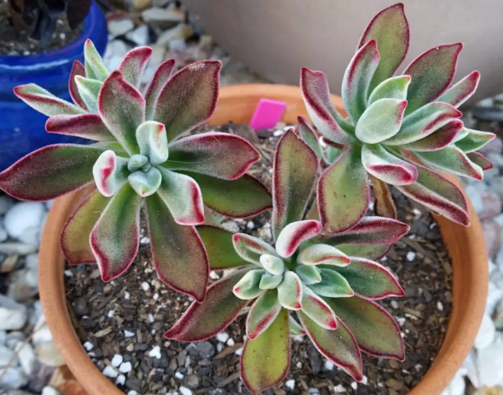 Echeveria Pulv Oliver