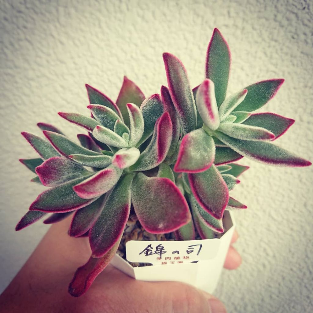 Echeveria Pulv Oliver