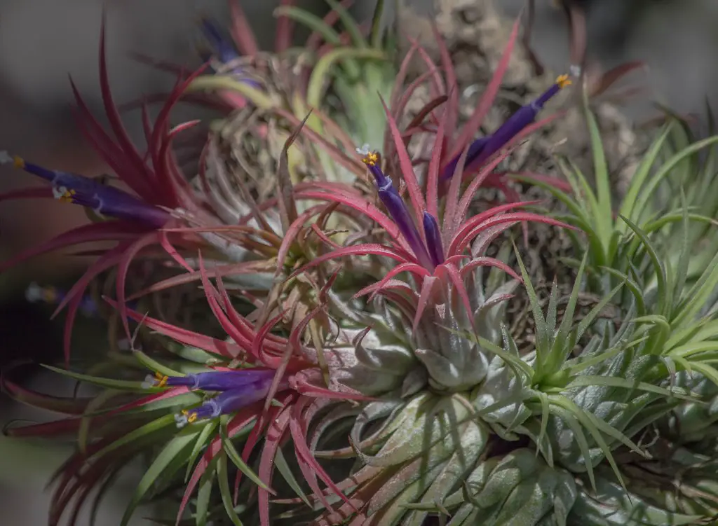 La planta de aire Blushing Bride “Tillandsia Ionantha” La planta de aire Blushing Bride “Tillandsia Ionantha”