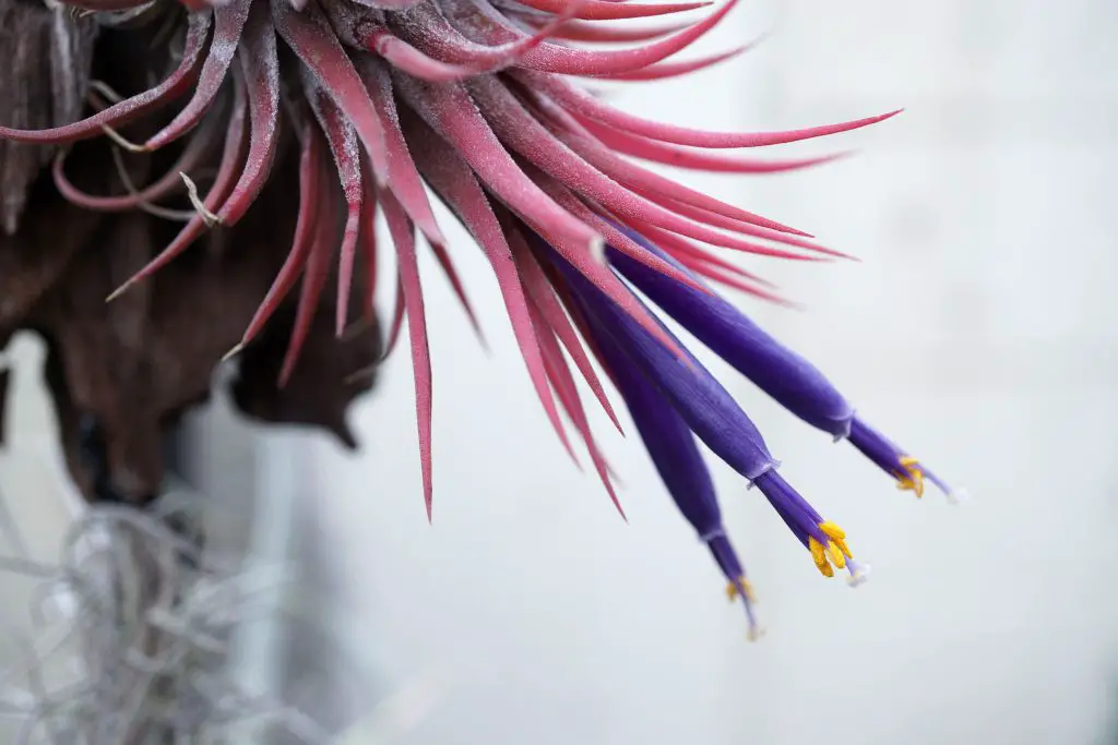 La planta de aire Blushing Bride “Tillandsia Ionantha” La planta de aire Blushing Bride “Tillandsia Ionantha”