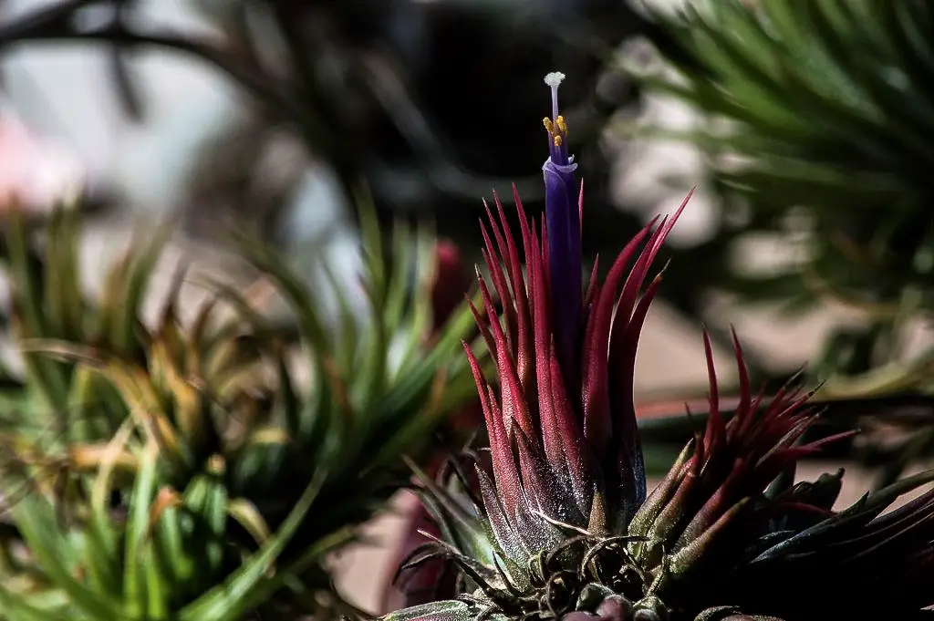 La planta de aire Blushing Bride “Tillandsia Ionantha” La planta de aire Blushing Bride “Tillandsia Ionantha”