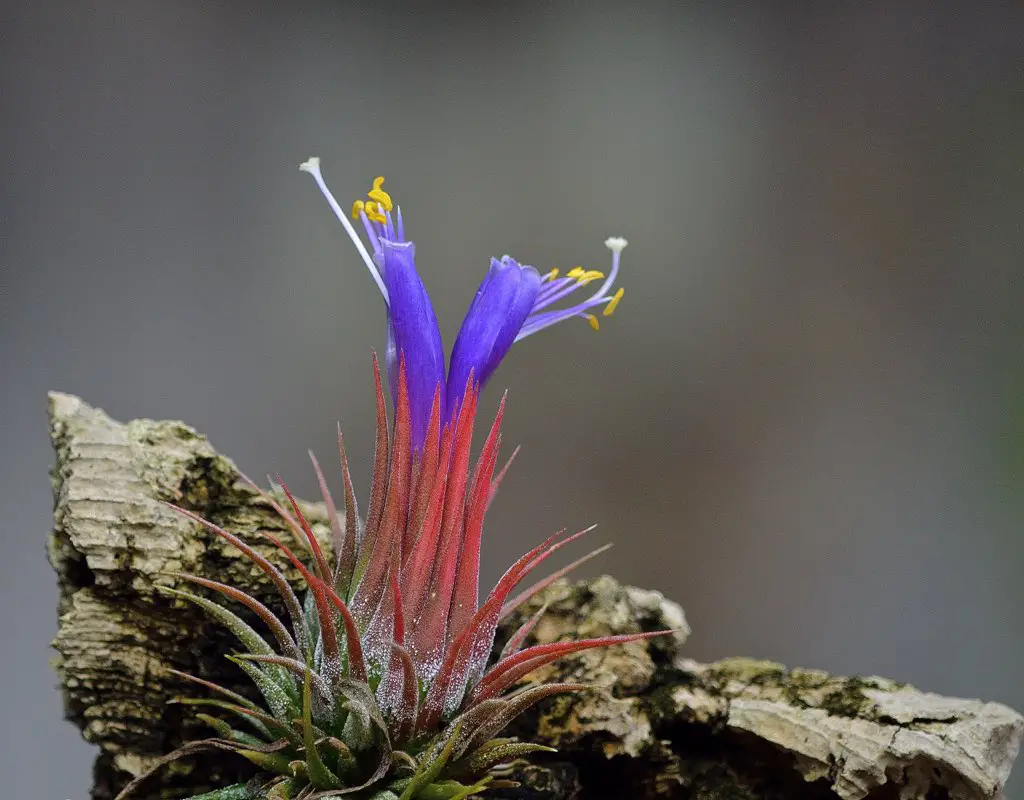 La planta de aire Blushing Bride “Tillandsia Ionantha” La planta de aire Blushing Bride “Tillandsia Ionantha”